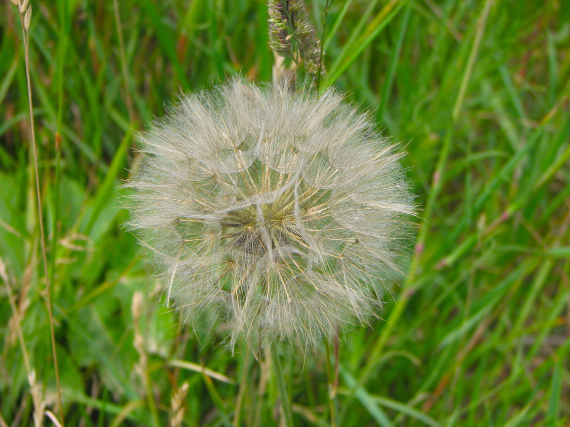Meadow salsify - Tragopogon pratensis Hoegaarden, Belgium. Belgium,Geotagged,Meadow salsify,Spring,Tragopogon pratensis