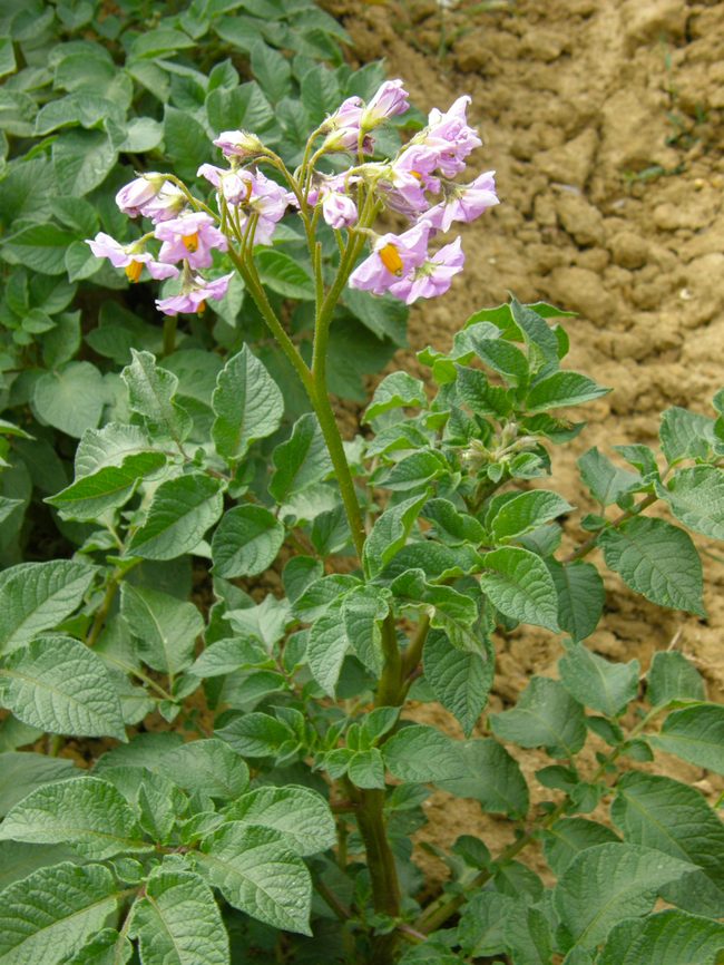 Solanum tuberosum Hoegaarden, Belgium. Belgium,Geotagged,Potua,Solanum tuberosum,Spring