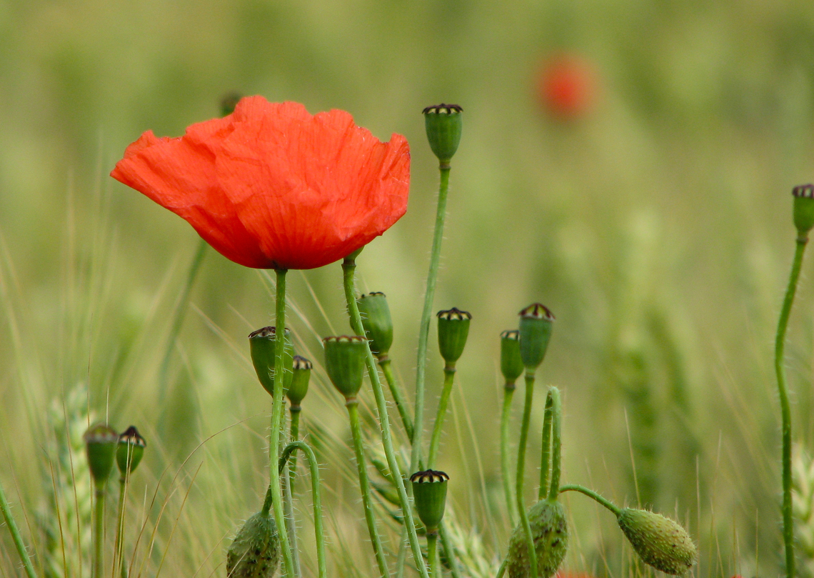 Common Poppy - Papaver rhoeas Hoegaarden, Belgium. Belgium,Geotagged,Papaver rhoeas,Spring