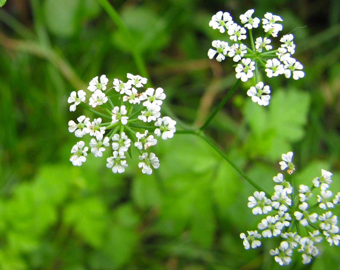 Rough chervil - Chaerophyllum_temulum Wolfheze, Holland. Chaerophyllum temulum,Geotagged,Netherlands,Summer