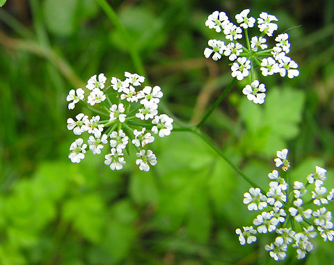 Rough chervil - Chaerophyllum_temulum Wolfheze, Holland. Chaerophyllum temulum,Geotagged,Netherlands,Summer