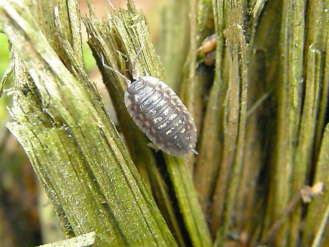 Common Shiny Woodlouse - Oniscus asellus Wolfheze, Holland.  Common Shiny Woodlouse,Geotagged,Netherlands,Oniscus asellus,Summer
