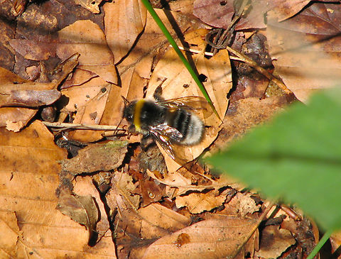 White-tailed bumblebee - Bombus lucorum Wolfheze, Holland.  Bombus lucorum,Geotagged,Netherlands,Summer,White-tailed bumblebee