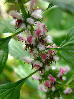 Motherwort - Leonurus cardiaca Wolfheze, Holland.  Geotagged,Leonurus cardiaca,Motherwort,Netherlands,Summer