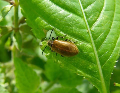 Lagria hirta Wolfheze, Holland.  Geotagged,Lagria hirta,Netherlands,Summer