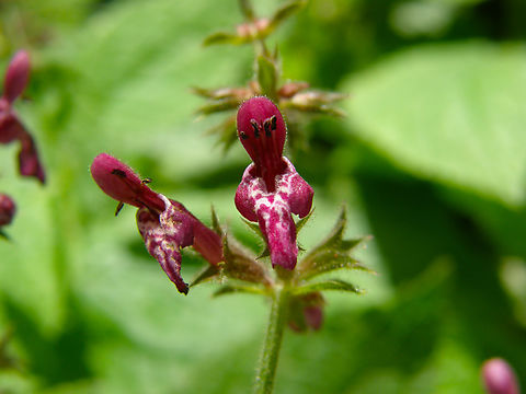 Hedge Woundwort - Stachys sylvatica Wolfheze, Holland.  Geotagged,Hedge Woundwort,Netherlands,Stachys sylvatica,Summer
