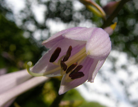 Plantain Lily - Hosta plantaginea Wolfheze, Holland.  Geotagged,Hosta plantaginea,Netherlands,Plantain Lily,Summer