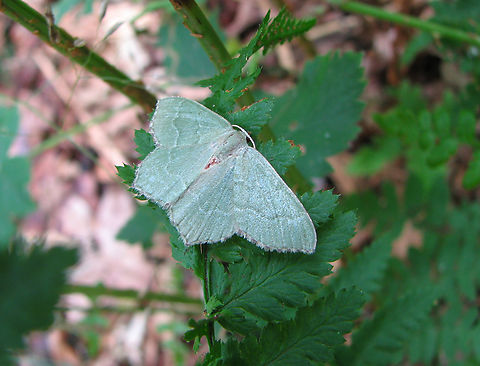 Common Emerald - Hemithea aestivaria Wolfheze, Holland.  Common Emerald,Geotagged,Hemithea aestivaria,Netherlands,Summer