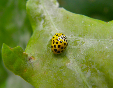 Twenty-two Spot Ladybird - Psyllobora vigintiduopunctata Wolfheze, Holland.  Geotagged,Netherlands,Psyllobora vigintiduopunctata,Summer,Twenty-two Spot Ladybird