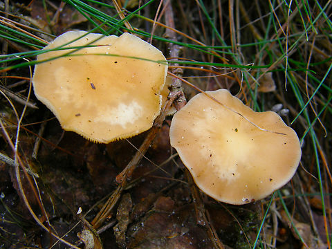 Oak-loving Gymnopus - Gymnopus dryophilus Wolfheze, Holland.  Geotagged,Gymnopus dryophilus,Netherlands,Oak-loving Gymnopus,Summer