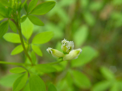 Climbing corydalis - Ceratocapnos claviculata Wolfheze, Holland.  Ceratocapnos claviculata,Climbing corydalis,Geotagged,Netherlands,Summer