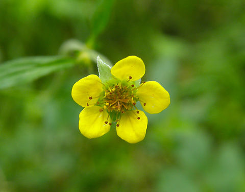 Wood avens - Geum_urbanum_1 Wolfheze, Holland.  Geotagged,Geum urbanum,Netherlands,Summer,Wood avens