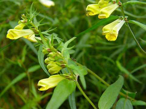 Common cow-wheat - Melampyrum pratense Wolfheze, Holland.  Common Cow-wheat,Geotagged,Melampyrum pratense,Netherlands,Summer
