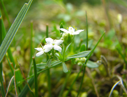 Heath bedstraw - Galium saxatile Wolfheze, Holland.  Galium saxatile,Geotagged,Heath bedstraw,Netherlands,Summer