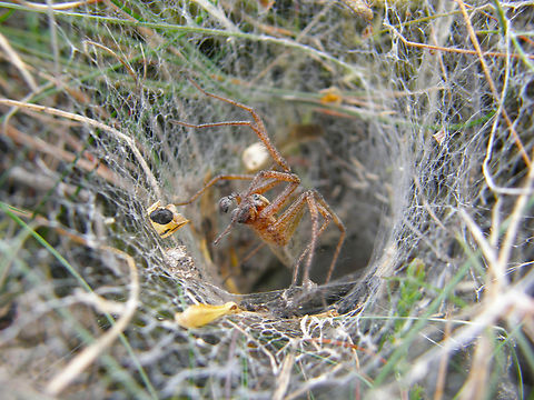 Labyrinth Spider - Agelena labyrinthica Wolfheze, Holland.  Agelena labyrinthica,Agelena labyrithica,Geotagged,Labyrinth Spider,Netherlands,Summer