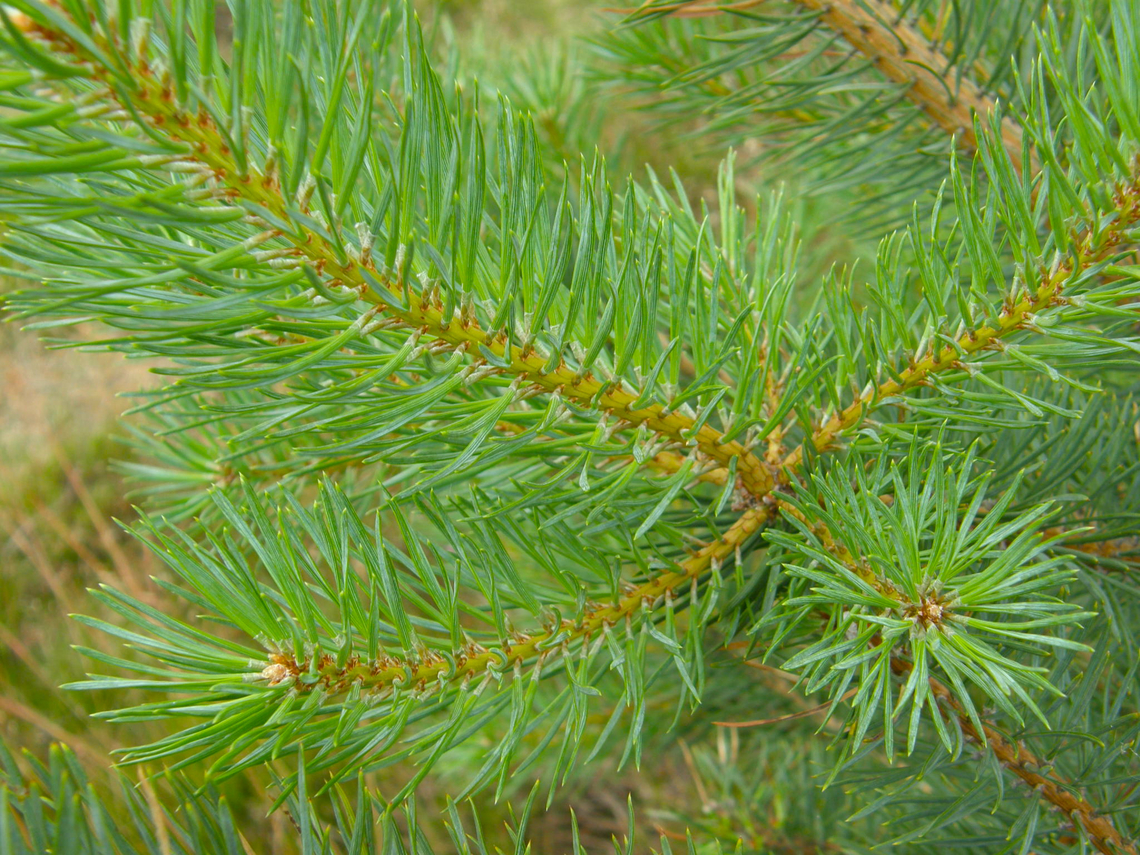 Sitka spruce - Picea sitchensis Wolfheze, Holland.  Geotagged,Netherlands,Picea sitchensis,Sitka spruce,Summer