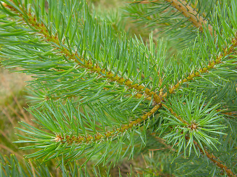 Sitka spruce - Picea sitchensis Wolfheze, Holland.  Geotagged,Netherlands,Picea sitchensis,Sitka spruce,Summer