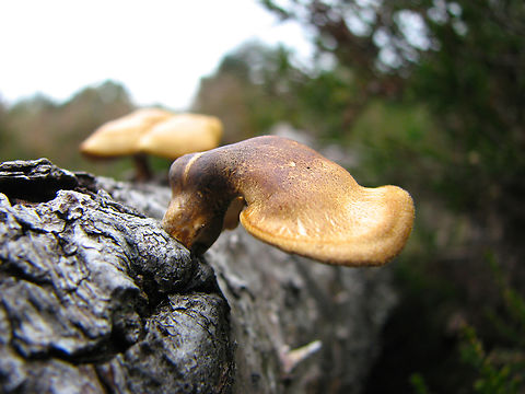 Polyporus ciliatus Wolfheze, Holland. 
https://waarneming.nl/species/16003/photos/? Geotagged,Netherlands,Polyporus ciliatus,Summer