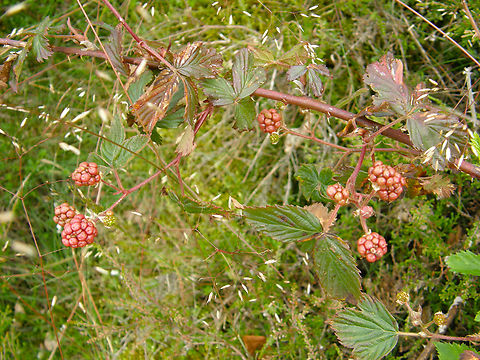 Cutleaf Evergreen Blackberry - Rubus laciniatus Wolfheze, Holland.  Cutleaf Evergreen Blackberry,Geotagged,Netherlands,Rubus laciniatus,Summer