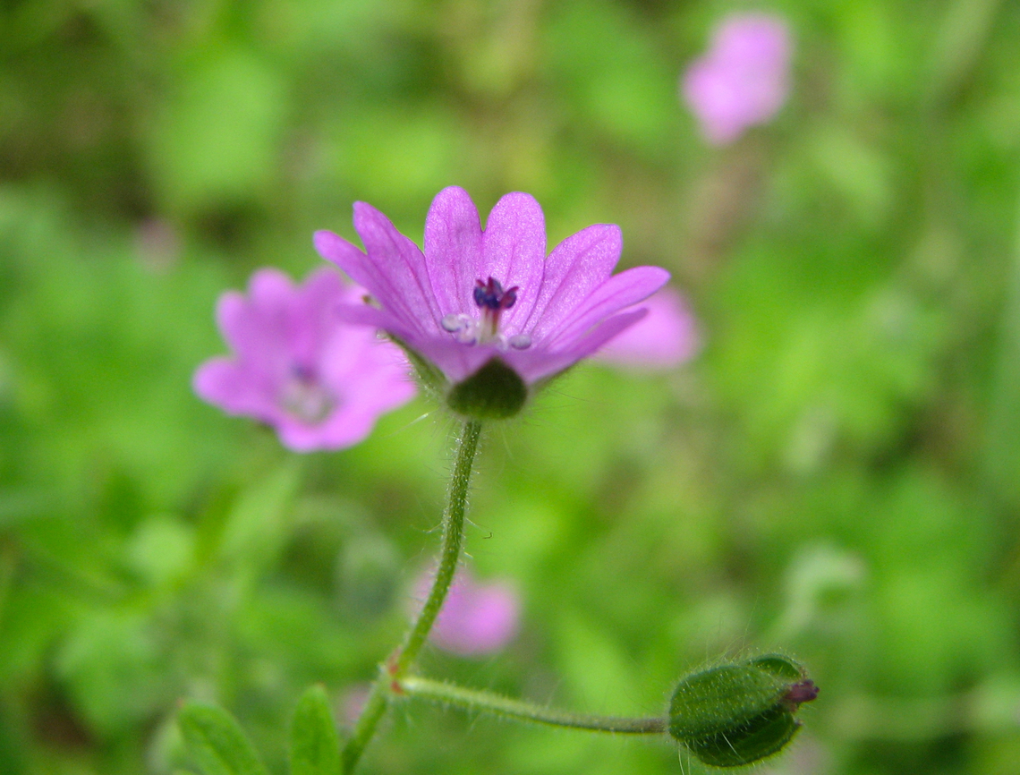 Hedgerow cranesbill - Geranium pyrenaicum Wolfheze, Holland. <br />
<a href="https://waarneming.nl/species/6829/photos/" rel="nofollow">https://waarneming.nl/species/6829/photos/</a>? Geotagged,Geranium pyrenaicum,Hedgerow cranesbill,Netherlands,Summer