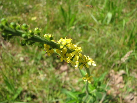 Common agrimony - Agrimonia eupatoria Wolfheze, Holland. 
https://waarneming.nl/species/2321/ Agrimonia eupatoria,Common agrimony,Geotagged,Netherlands,Summer