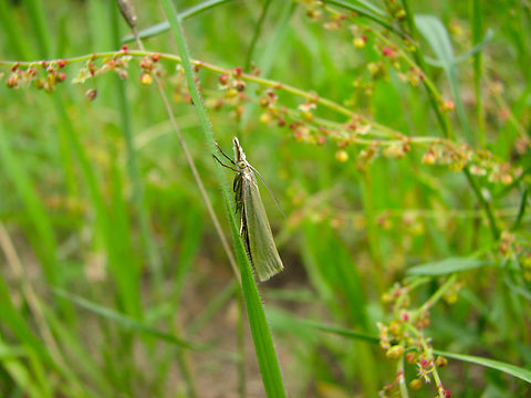 Crambus perlella Wolfheze, Holland.  Crambus perlella,Geotagged,Netherlands,Summer