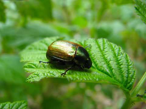 Anomala dubia Wolfheze, Holland. 
https://waarneming.nl/species/9405/
I will enter the sp later :-) Anomala dubia,Dune Chafer,Geotagged,Netherlands,Summer