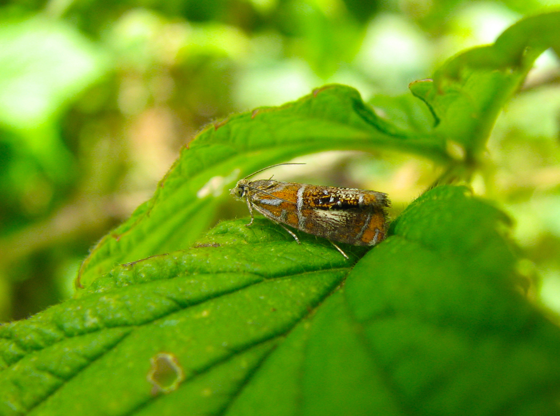 Arched marble - Olethreutes arcuella Wolfheze, Holland.  Arched marble,Geotagged,Netherlands,Olethreutes arcuella,Summer
