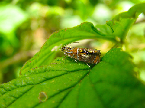 Arched marble - Olethreutes arcuella Wolfheze, Holland.  Arched marble,Geotagged,Netherlands,Olethreutes arcuella,Summer