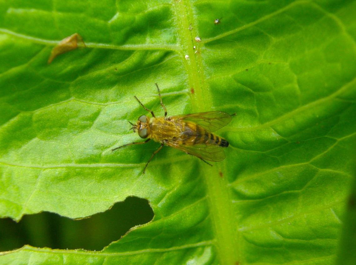 Thereva nobilitata Wolfheze, Holland. <br />
<a href="https://waarneming.nl/species/8249/photos/" rel="nofollow">https://waarneming.nl/species/8249/photos/</a>? Geotagged,Netherlands,Summer,Thereva nobilitata