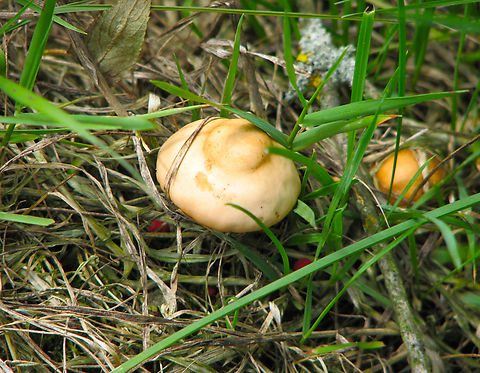 Scotch bonnet - Marasmius oreades en Jasa fongueta Wolfheze, Holland. 
https://waarneming.nl/species/15668/ Geotagged,Marasmius oreades,Netherlands,Scotch bonnet,Summer