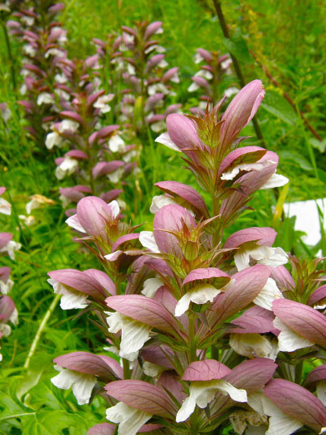Bear's breeches - Acanthus mollis KU Leuven, small botanical garden. Acanthus mollis,Bear's breeches,Belgium,Geotagged,Summer