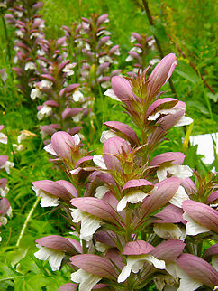 Bear's breeches - Acanthus mollis KU Leuven, small botanical garden. Acanthus mollis,Bear's breeches,Belgium,Geotagged,Summer