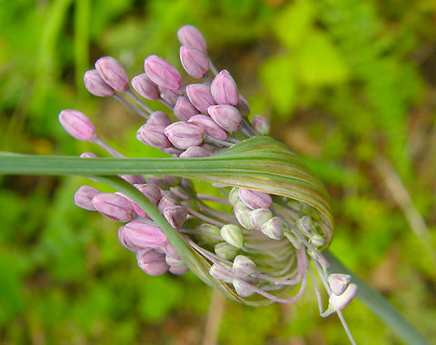 Keeled Garlic - Allium carinatum KU Leuven, small botanical garden. Allium carinatum,Belgium,Geotagged,Keeled Garlic,Summer