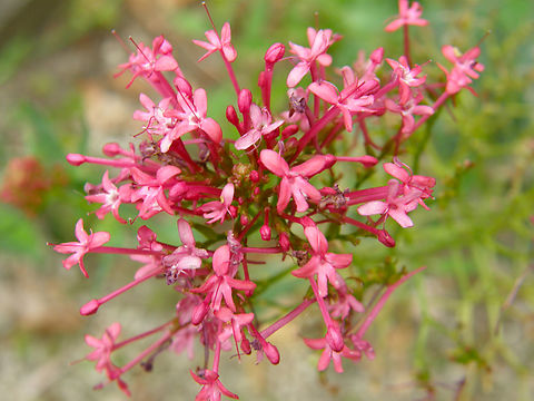 Red valerian - Centranthus ruber KU Leuven, small botanical garden. Belgium,Centranthus ruber,Geotagged,Red valerian,Summer