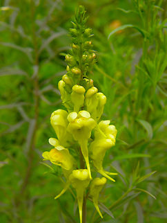 Linaria angustissima KU Leuven, small botanical garden.  Belgium,Geotagged,Italian Linaria,Linaria angustissima,Summer