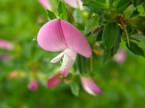 Spiny restharrow - Ononis spinosa KU Leuven, small botanical garden.  Belgium,Geotagged,Ononis spinosa,Spiny restharrow,Summer
