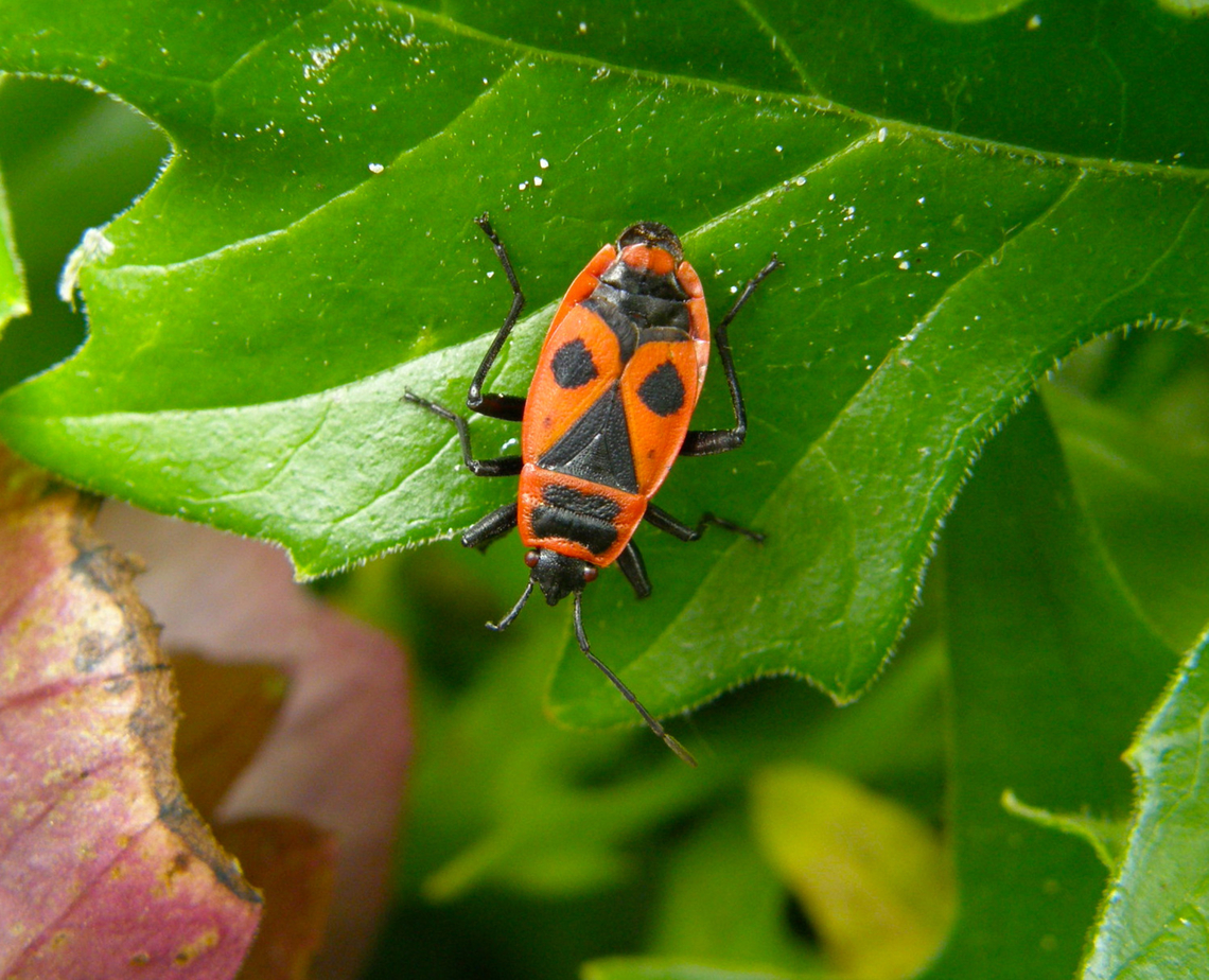 Firebug - Pyrrhocoris apterus (adult) KU Leuven, small botanical garden.  Belgium,Firebug,Geotagged,Pyrrhocoris apterus,Summer