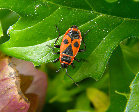 Firebug - Pyrrhocoris apterus (adult) KU Leuven, small botanical garden.  Belgium,Firebug,Geotagged,Pyrrhocoris apterus,Summer