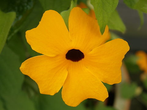 Black-eyed Susan vine - Thunbergia alata My terrace. Belgium,Black-eyed Susan vine,Geotagged,Summer,Thunbergia alata