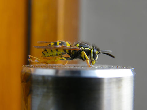 German wasp - Vespula germanica At my door. Belgium,Geotagged,German wasp,Summer,Vespula germanica