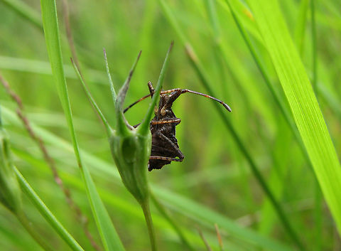 Dock bug - Coreus marginatus (juvenile) Meerdaalbos. Belgium,Coreus marginatus,Dock bug,Geotagged,Summer
