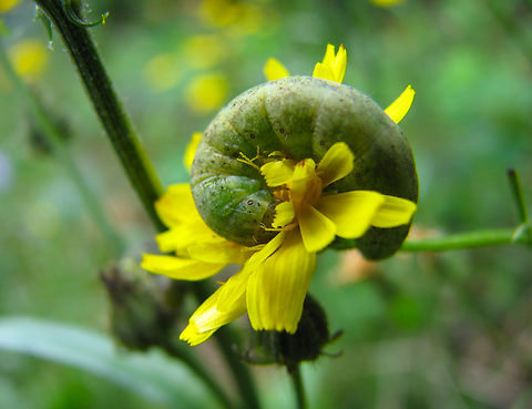 Broad-barred white - Hecatera bicolorata Meerdaalbos. Belgium,Broad-barred white,Geotagged,Hecatera bicolorata,Summer
