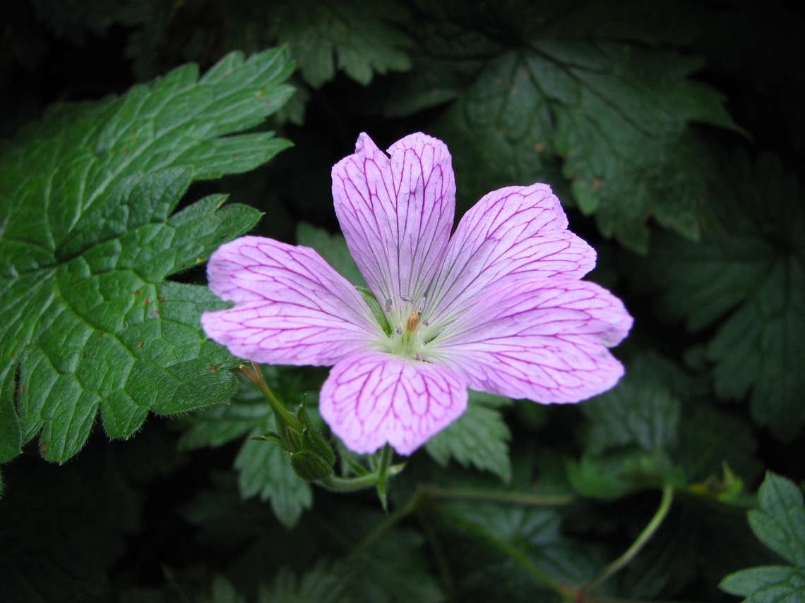 Pencilled Crane's bill - Geranium versicolor Meerdaalbos. It may be a spread from gardens nearby.<br />
<a href="https://waarnemingen.be/species/149723/photos/" rel="nofollow">https://waarnemingen.be/species/149723/photos/</a>? Belgium,Geotagged,Geranium versicolor,Pencilled Crane's bill,Summer