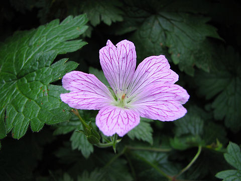 Pencilled Crane's bill - Geranium versicolor Meerdaalbos. It may be a spread from gardens nearby.
https://waarnemingen.be/species/149723/photos/? Belgium,Geotagged,Geranium versicolor,Pencilled Crane's bill,Summer