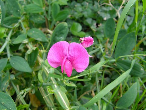 Perennial peavine - Lathyrus latifolius Meerdaalbos. Probably a spread from nearby farms. Belgium,Geotagged,Lathyrus latifolius,Perennial peavine,Summer