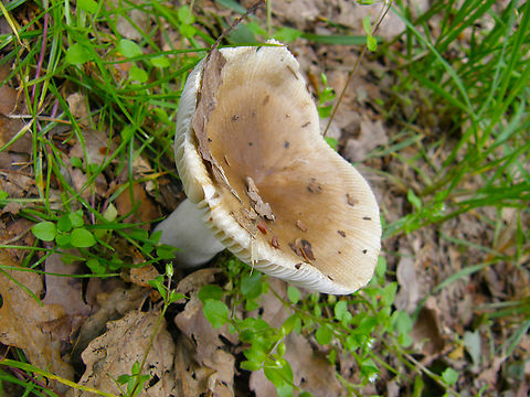 Russula pectinata or pectinatoides? Meerdaalbos. I am not sure.
https://fenf.be/ipadclub/ipadclubfungisensulato/russula.pdf
https://ecopedia.s3.eu-central-1.amazonaws.com/pdfs/Rode Lijst van enkele groepen paddestoelen (macrofungi) van Vlaanderen_walleyn_0.pdf Belgium,Comb-edge Russula,Geotagged,Russula pectinata,Summer