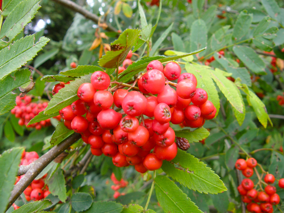 European Rowan - Sorbus aucuparia Meerdaalbos. Belgium,European Rowan,Geotagged,Sorbus aucuparia,Summer