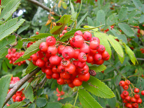 European Rowan - Sorbus aucuparia Meerdaalbos. Belgium,European Rowan,Geotagged,Sorbus aucuparia,Summer