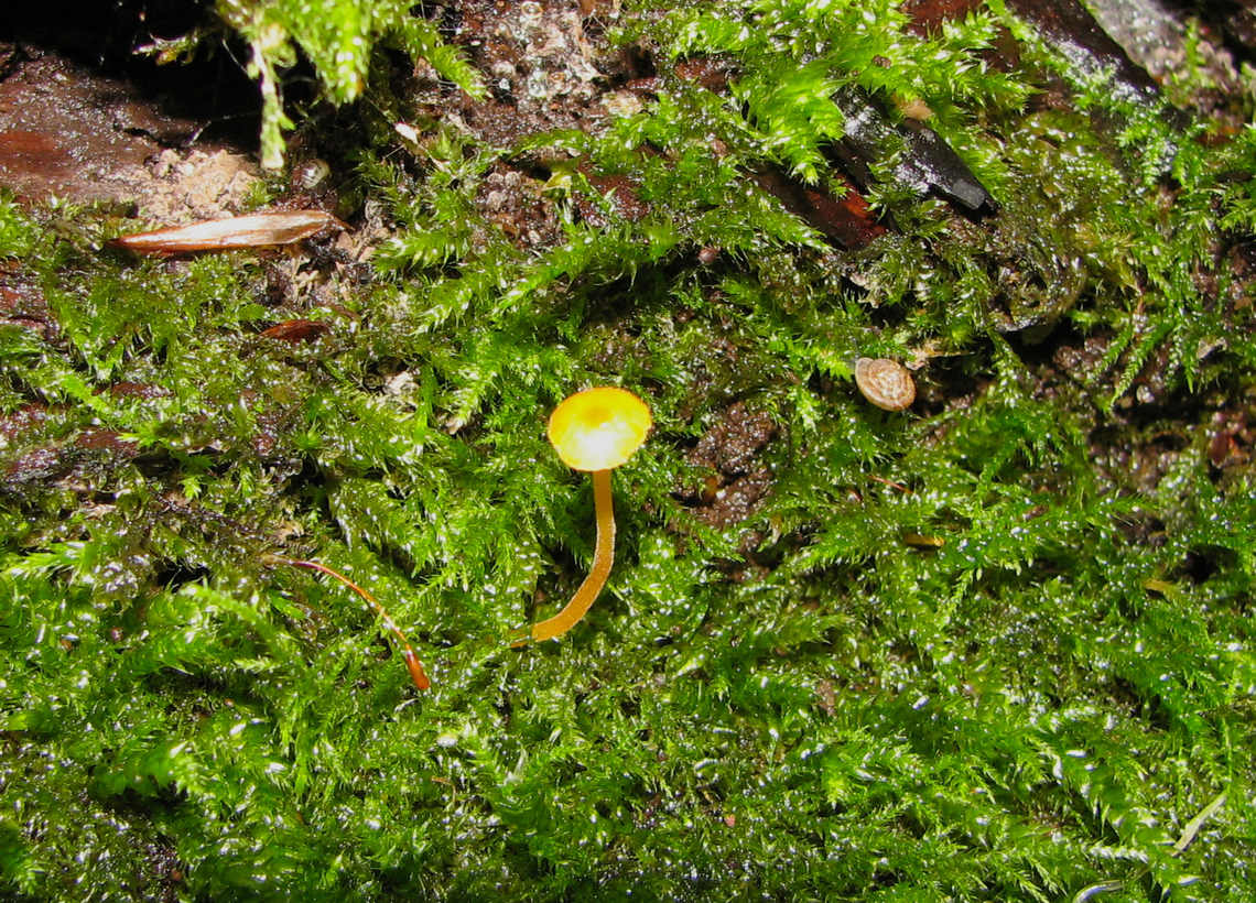 Orange Moss Agaric - Rickenella fibula Meerdaalbos.  Belgium,Geotagged,Orange Moss Agaric,Rickenella fibula,Summer